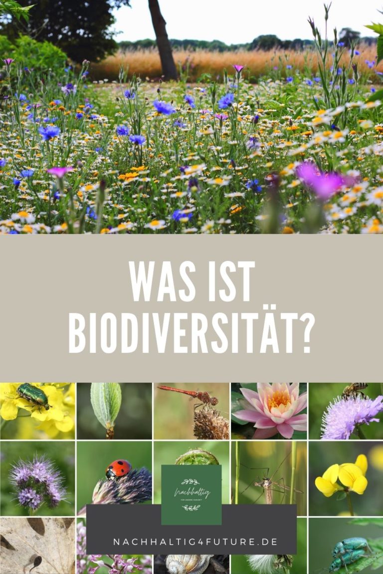 Was Ist Biodiversität? — Nachhaltig4future